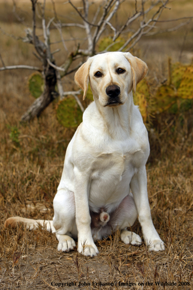 Yellow Labrador Retriever in field