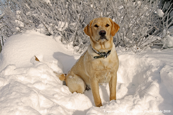 Yellow Labrador Retriever 