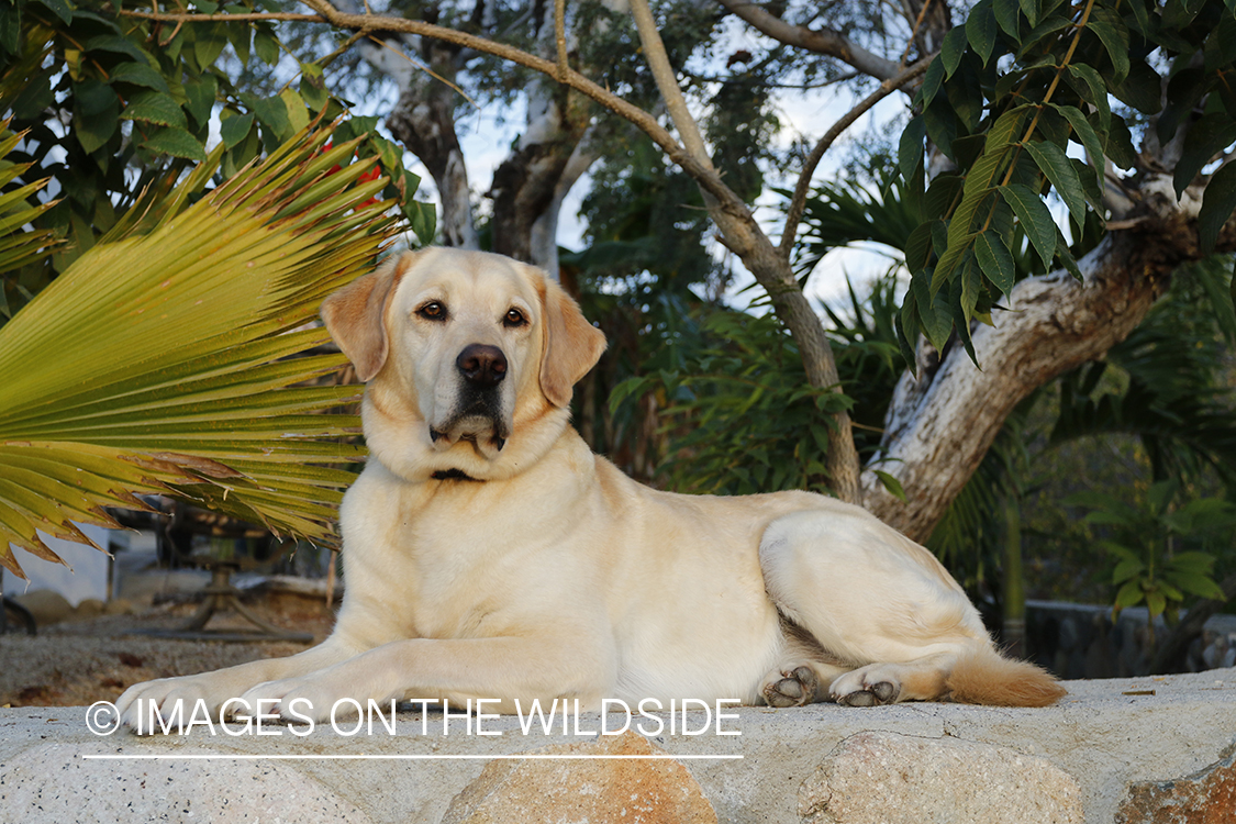 Yellow lab laying on cobblestones.