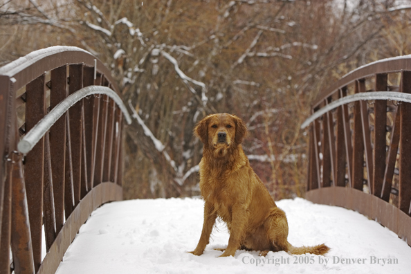 Golden Retriever on snow-covered bridge.