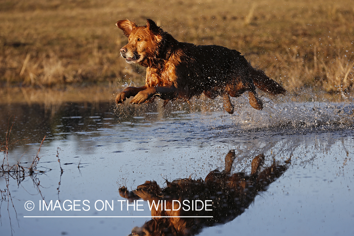 Golden Retriever leaping into water.