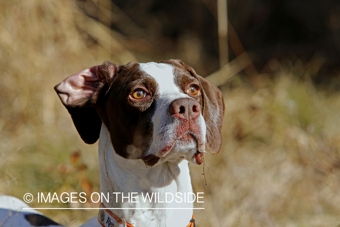 English pointer on bobwhite quail hunt.