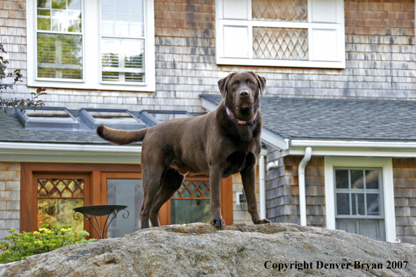 Chocolate Labrador Retriever