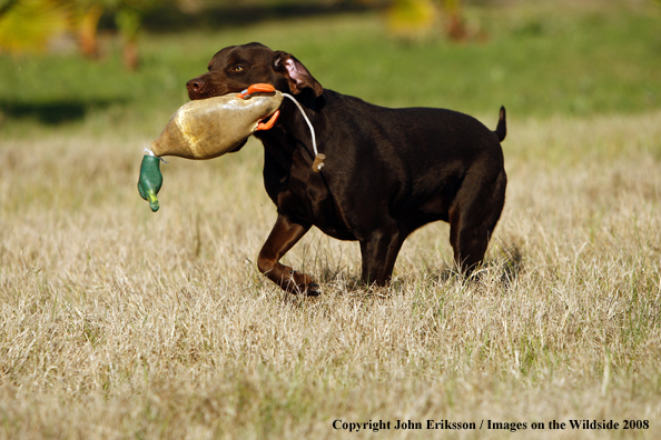 Chocolate Labrador Retrievers in field