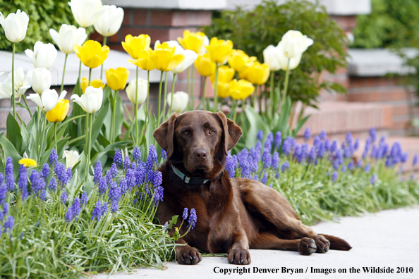 Chocolate Labrador Retriever