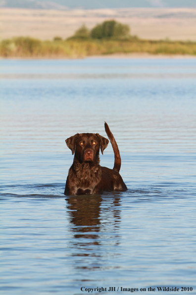 Chocolate Labrador Retriever 