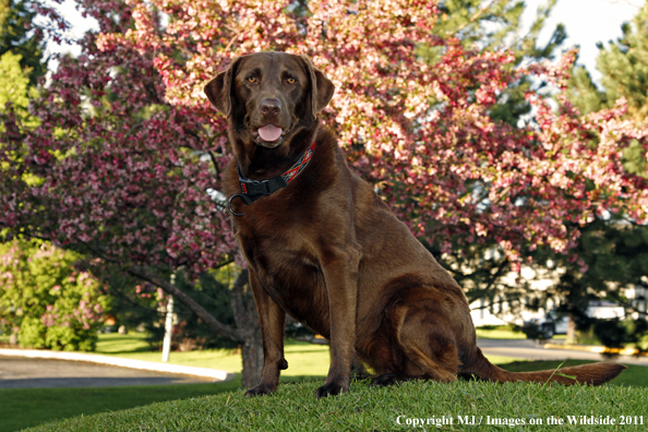 Chocolate Labrador Retriever.