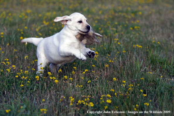 Yellow Labrador Retriever puppy in field with toy