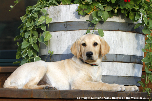 Yellow Labrador Retriever Puppy