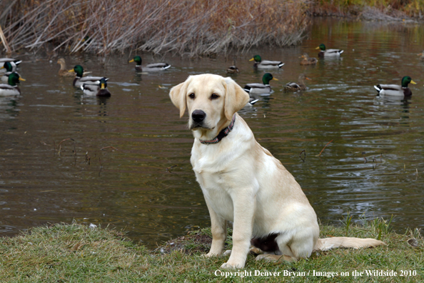 Yellow Labrador Retriever Puppy