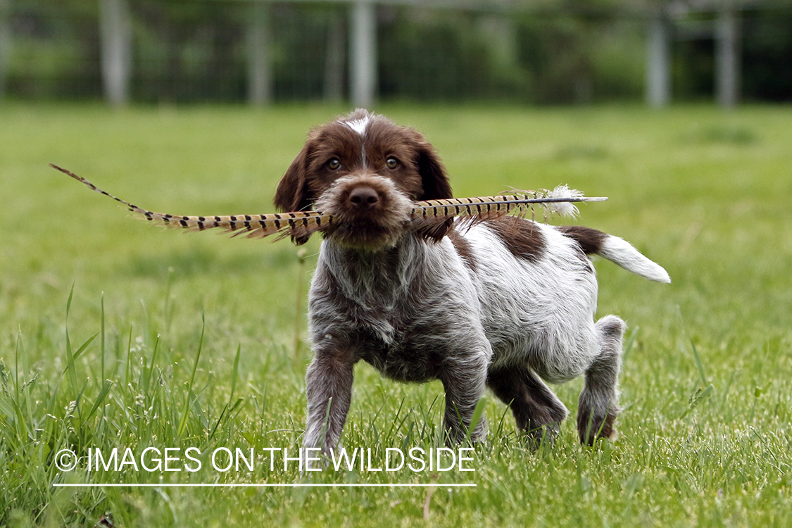 Wirehaired pointing griffon puppy with pheasant feather.