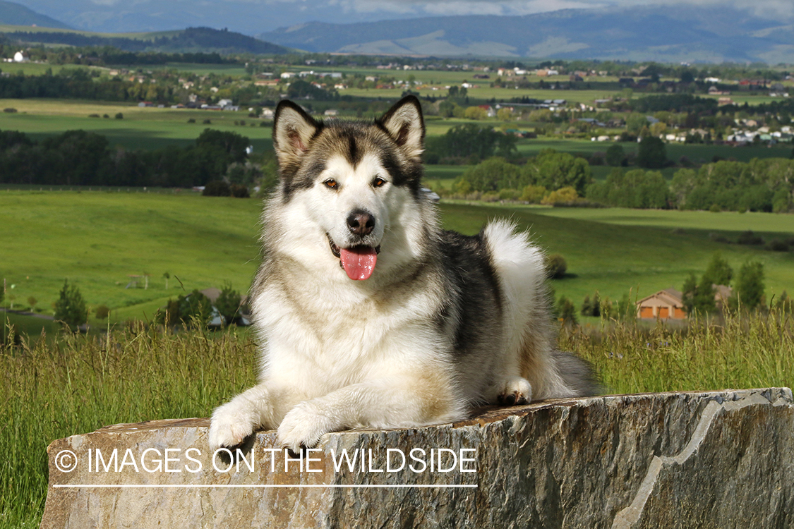 Alaskan Malamute on rock.