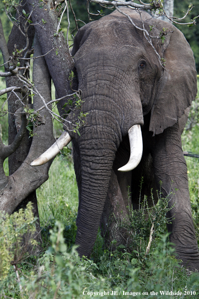 African Bull Elephant 