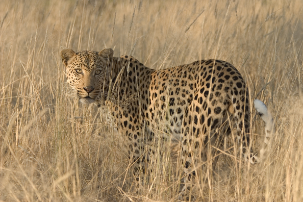 Leopard in habitat. Africa