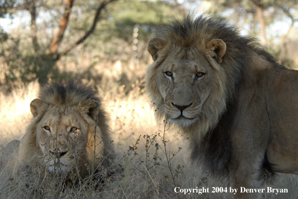 Male African lions in habitat. Africa