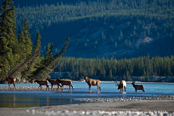 Rocky mountain elk in habitat.