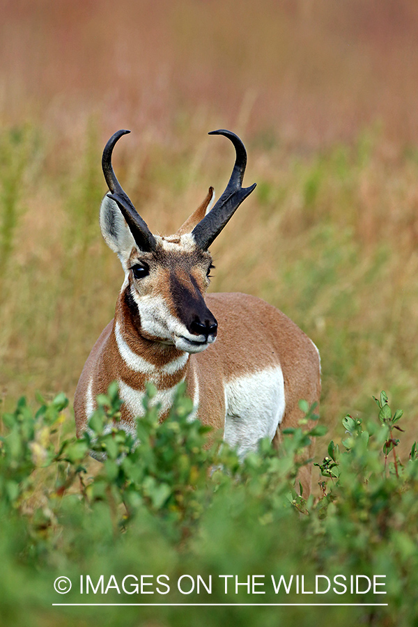 Pronghorn antelope in field.