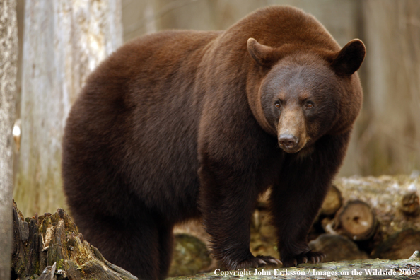 Black Bear in habitat