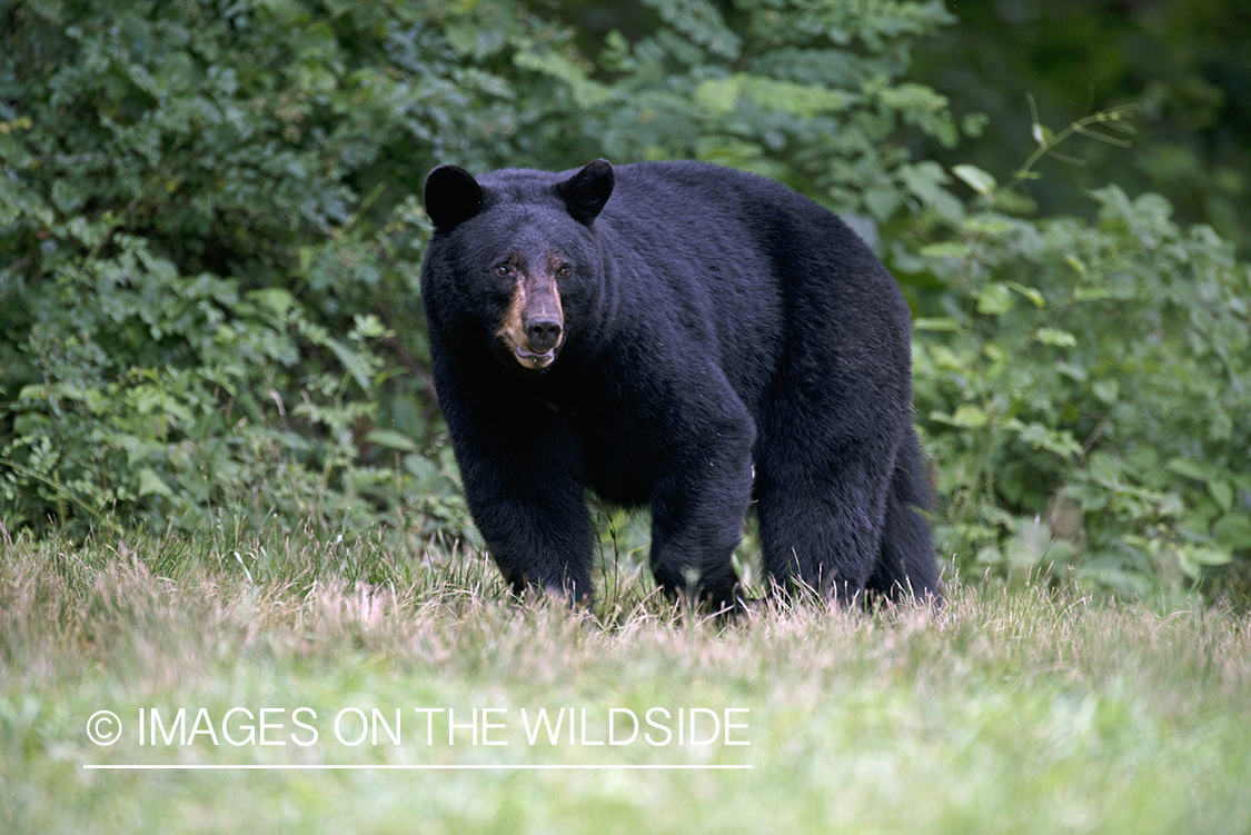 Black Bear in habitat.