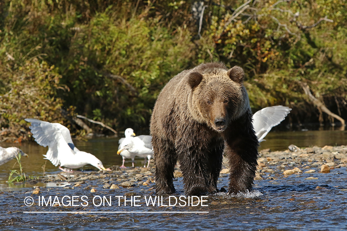 Brown Bear in Alaska.