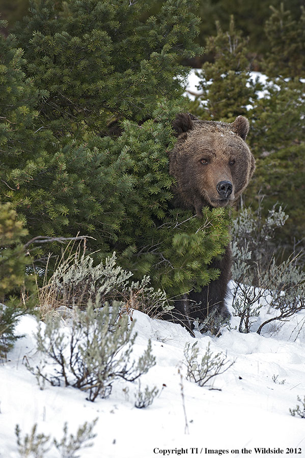 Grizzly Bear in habitat.