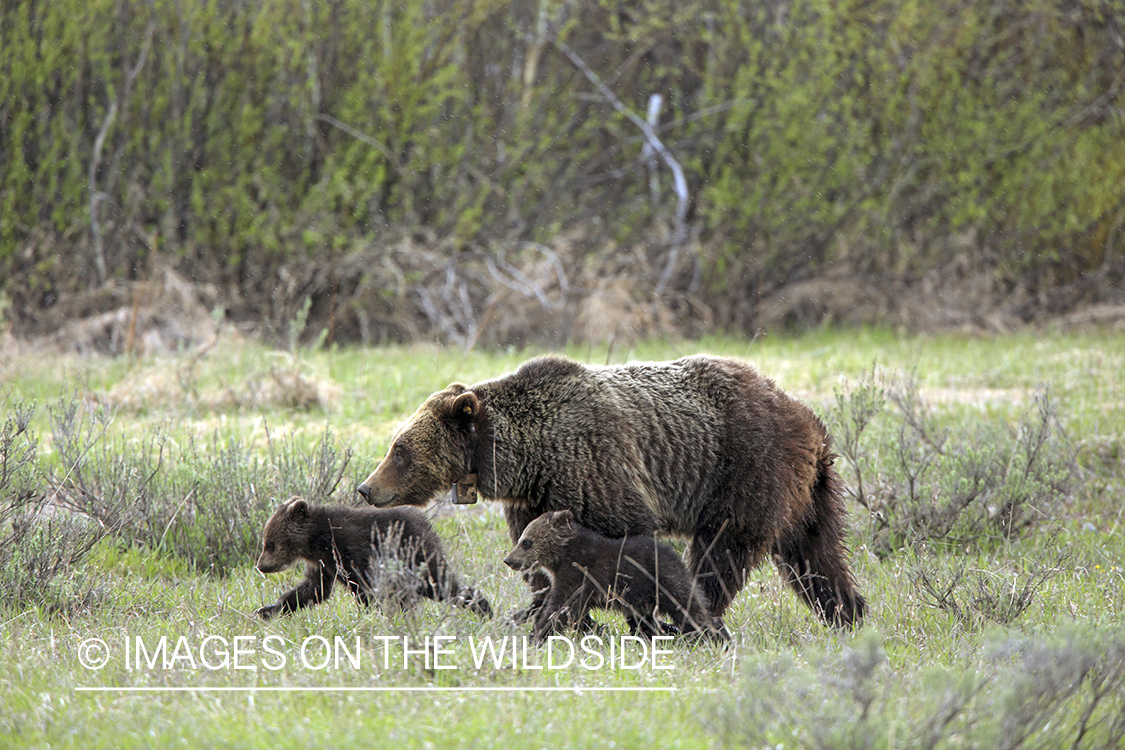 Grizzly bear sow with cubs.