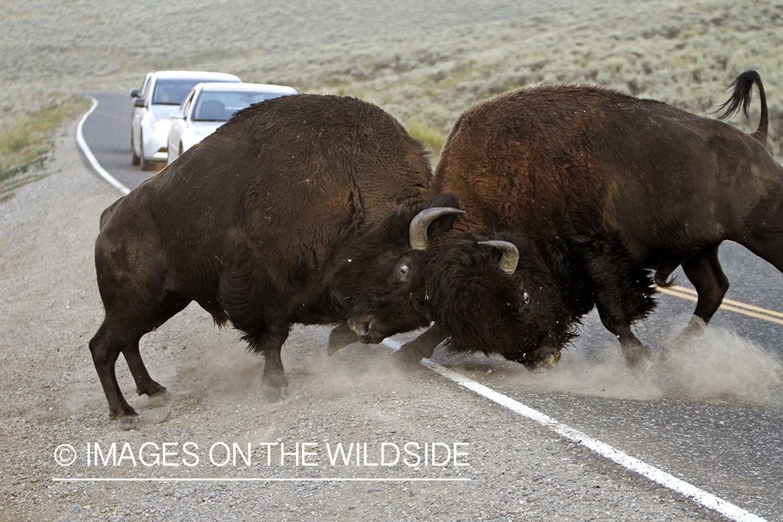 Bull Bison fighting on road during rut, in Yellowstone National Park. 