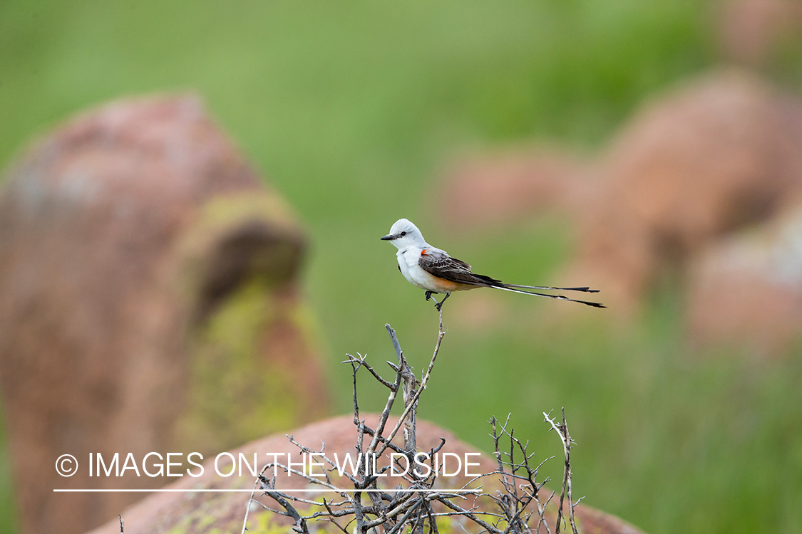 Scissor-tailed flycatcher in habitat. 