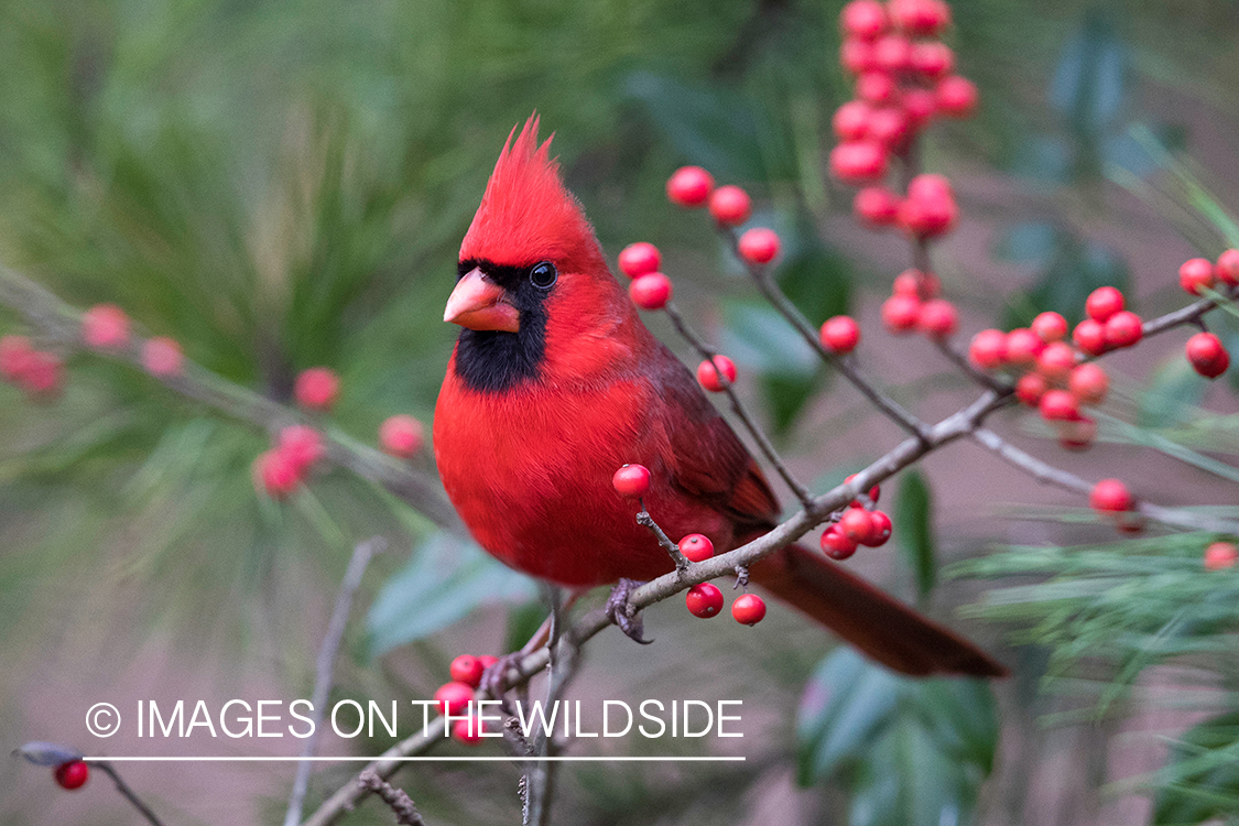 Northern Cardinal on branch.