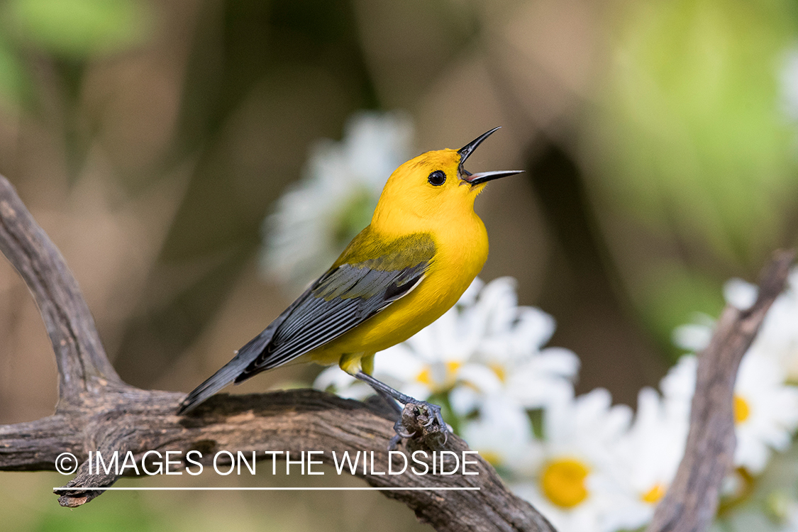 Prothonotary Warbler on branch.