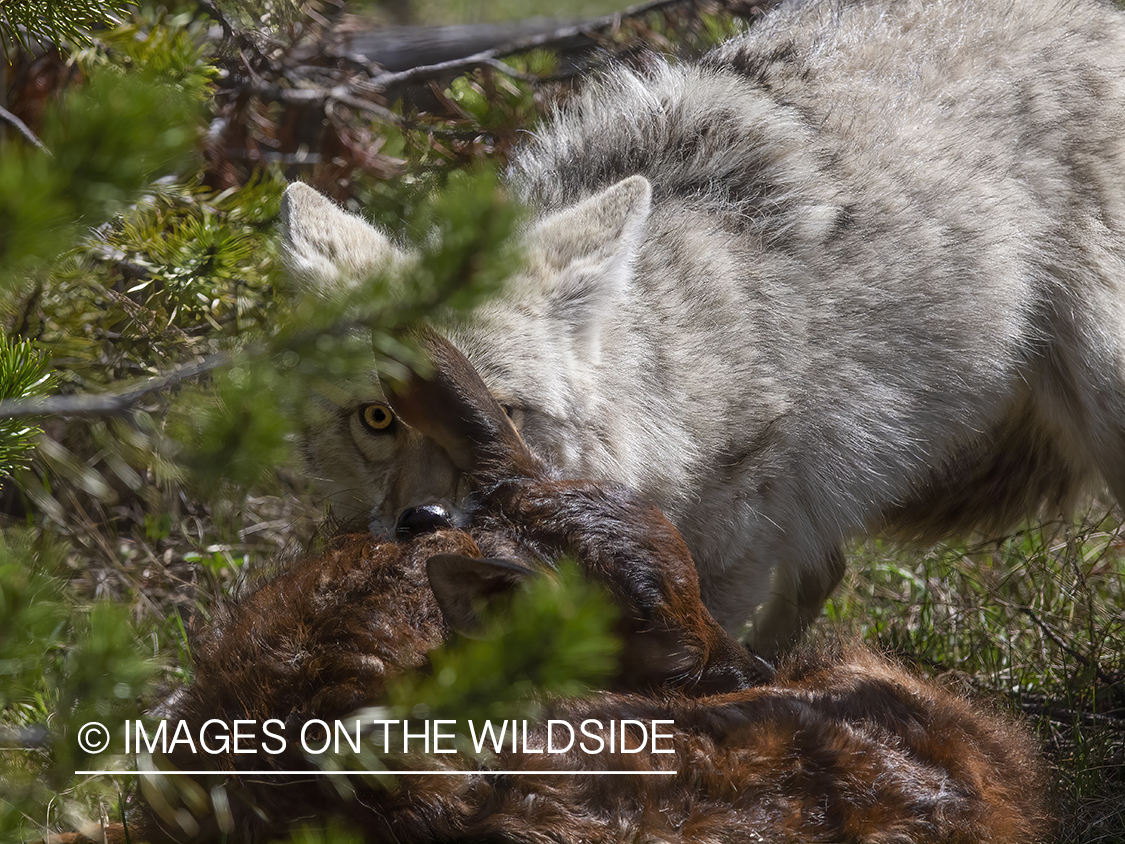 Coyote with kill.