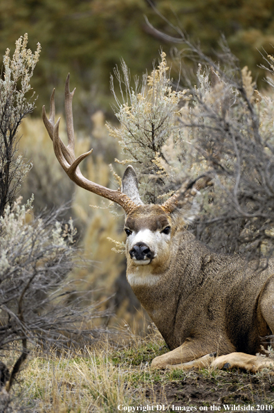 Mule buck in habitat. 