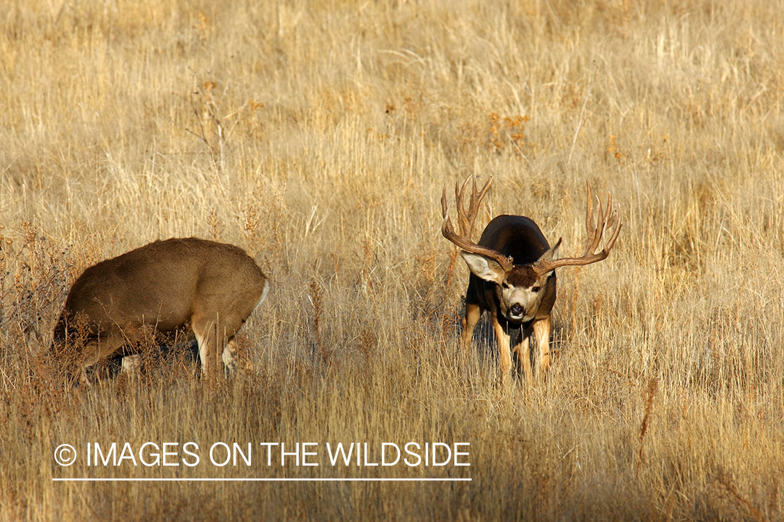 Mule deer in habitat.  