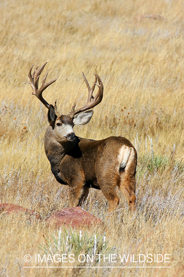 Mule deer buck in habitat. 