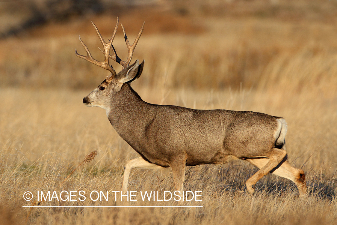 Mule Deer buck running.