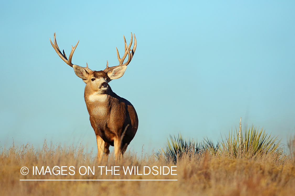 Mule deer buck in field.