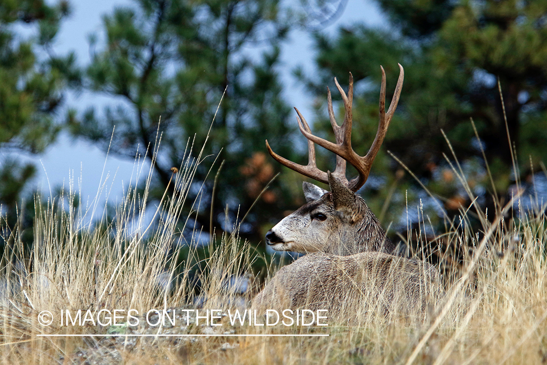 Mule deer buck in field.