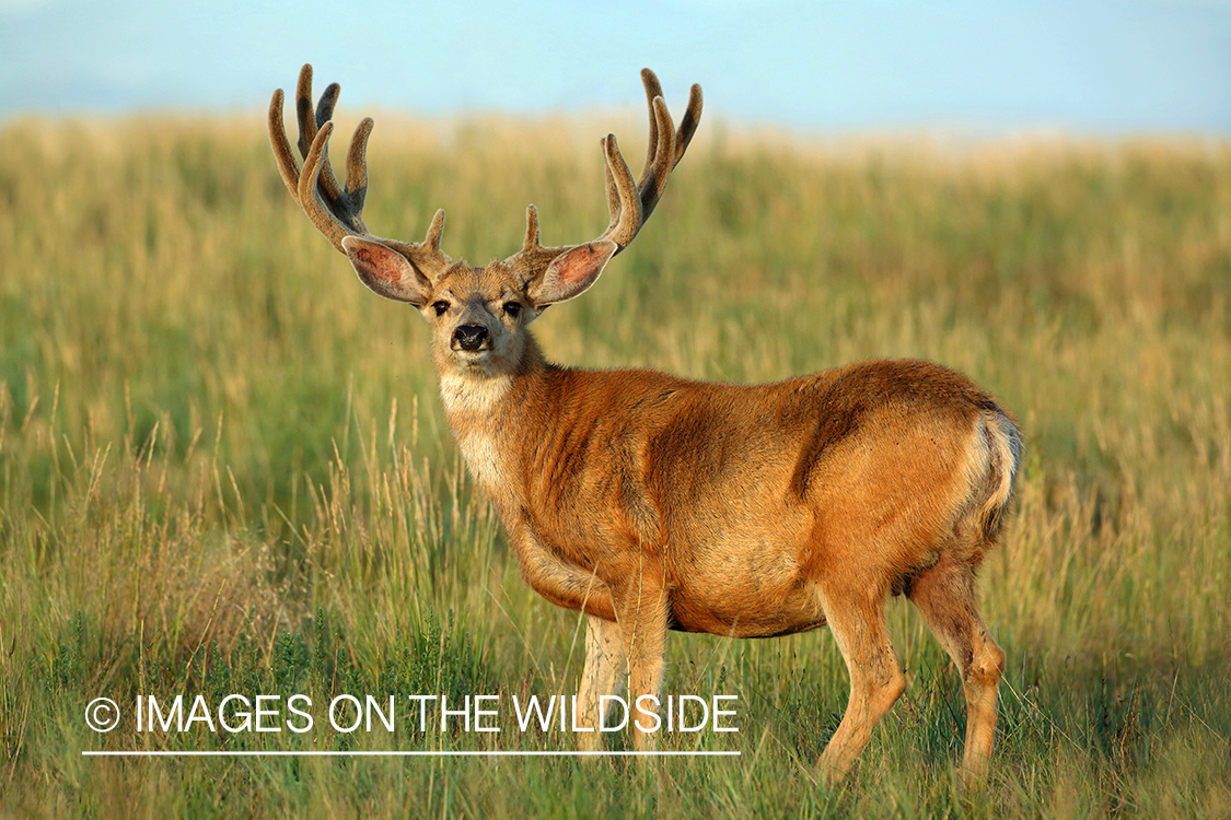 Mule deer buck in field.