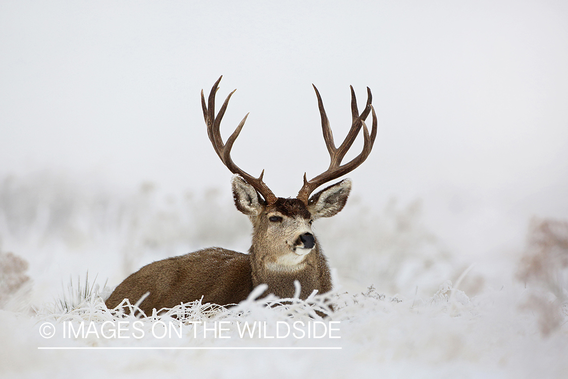 Mule deer buck in winter field.