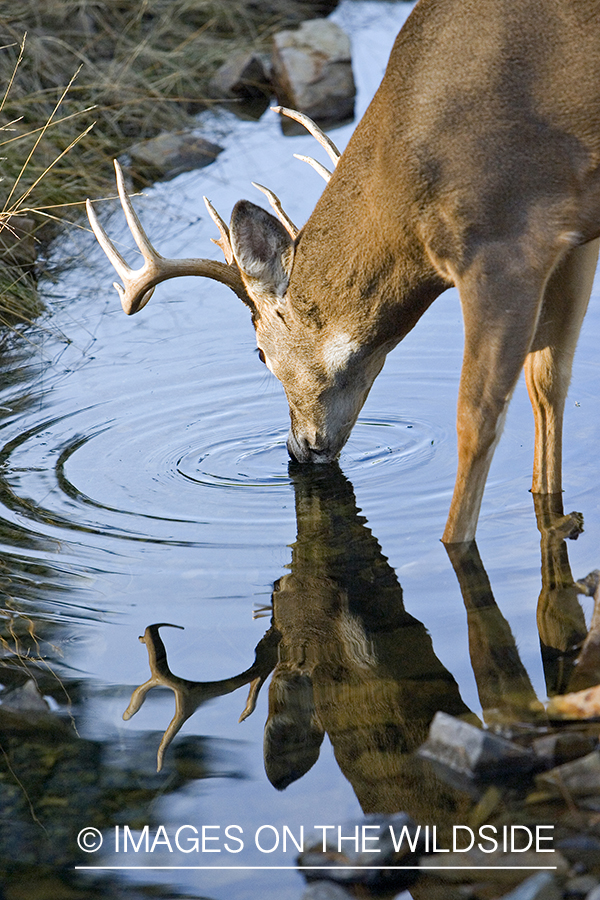 White-tailed deer in habitat