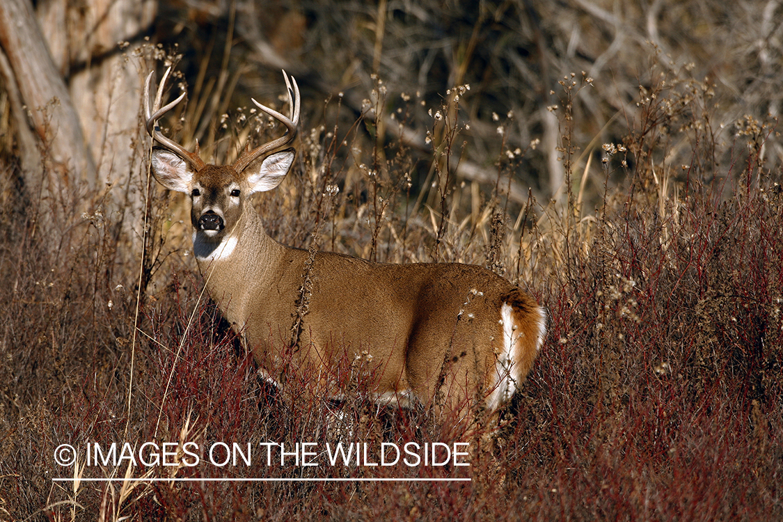 Whitetail Buck