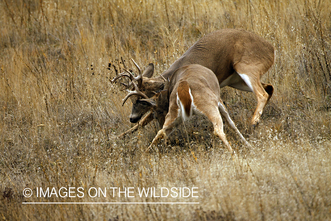 Whitetail Bucks Fighting