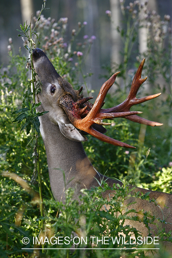 Whitetail buck shedding velvet