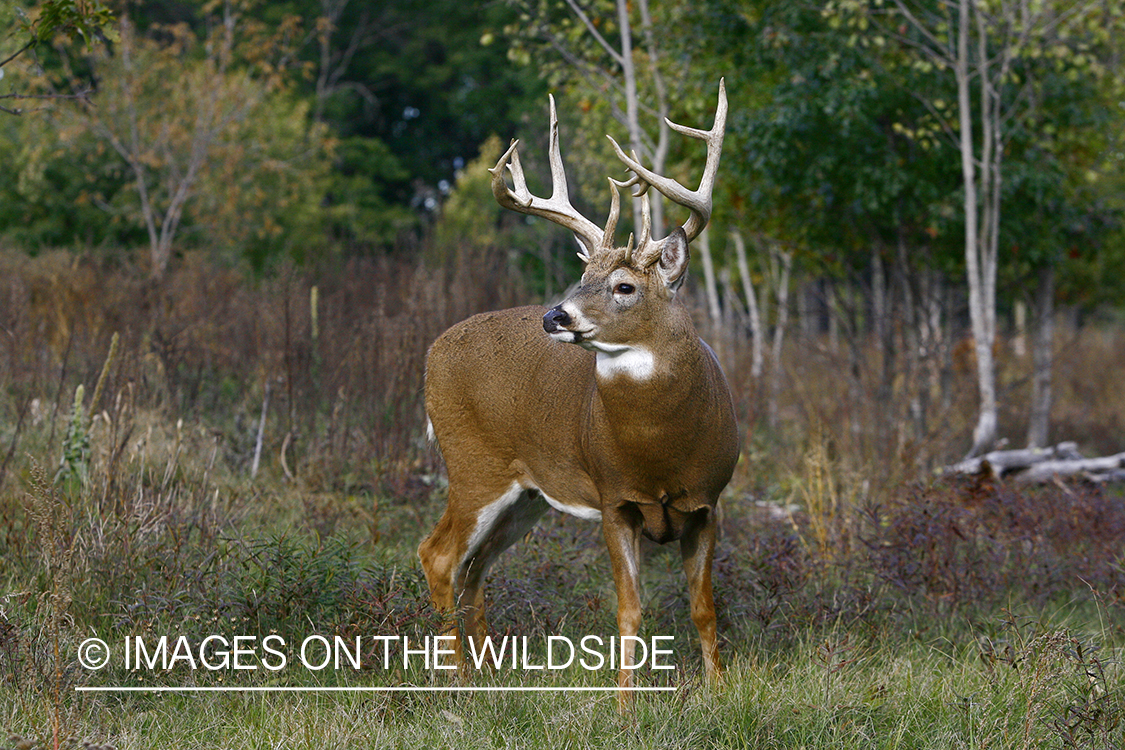 Whitetail buck in habitat