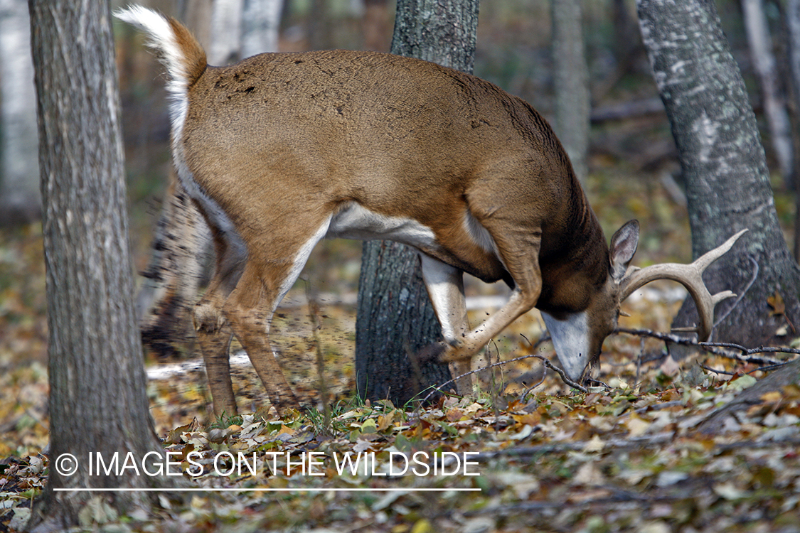 Whitetail buck displaying rutting behavior