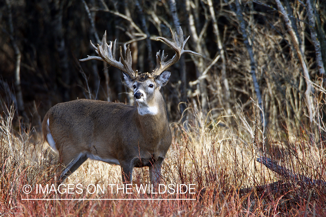 Whitetail buck in habitat