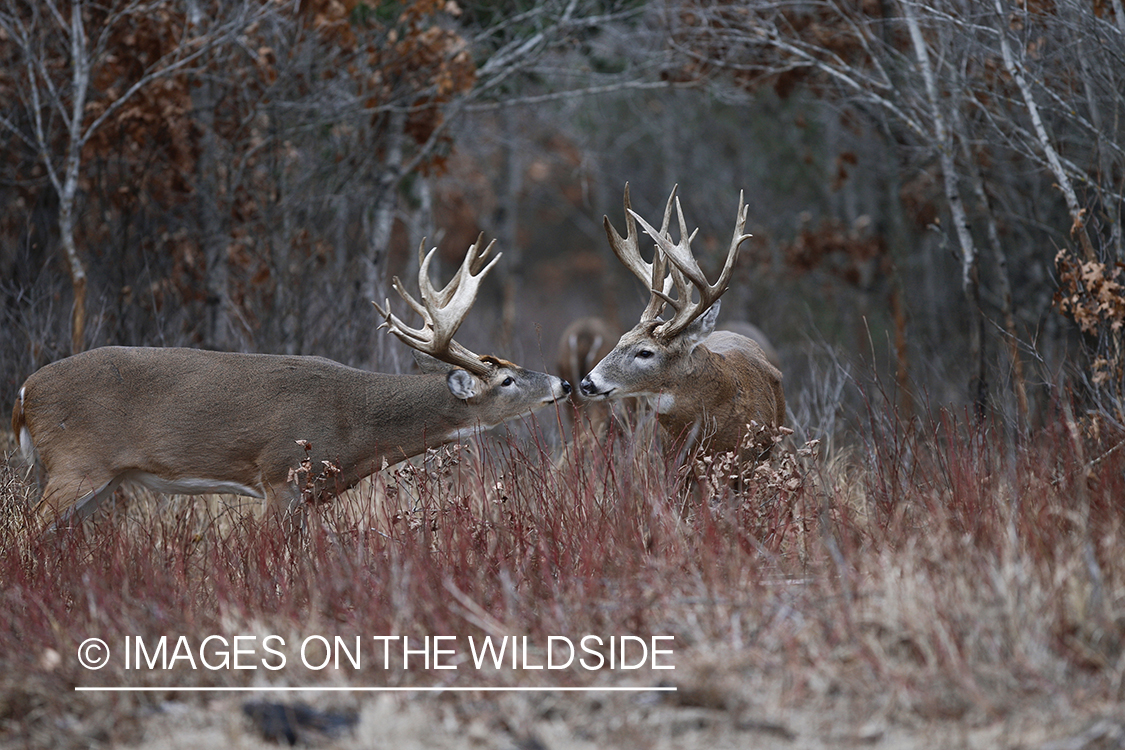 Whitetail bucks in habitat.