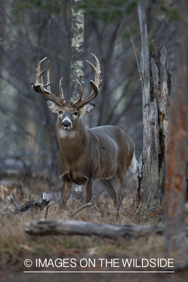 Whitetail buck in habitat.