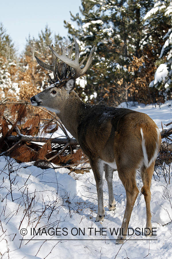 White-tailed buck in habitat.