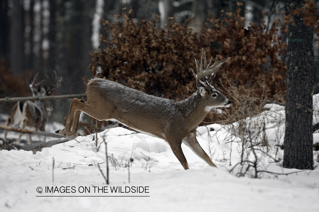 White-tailed buck in habitat.